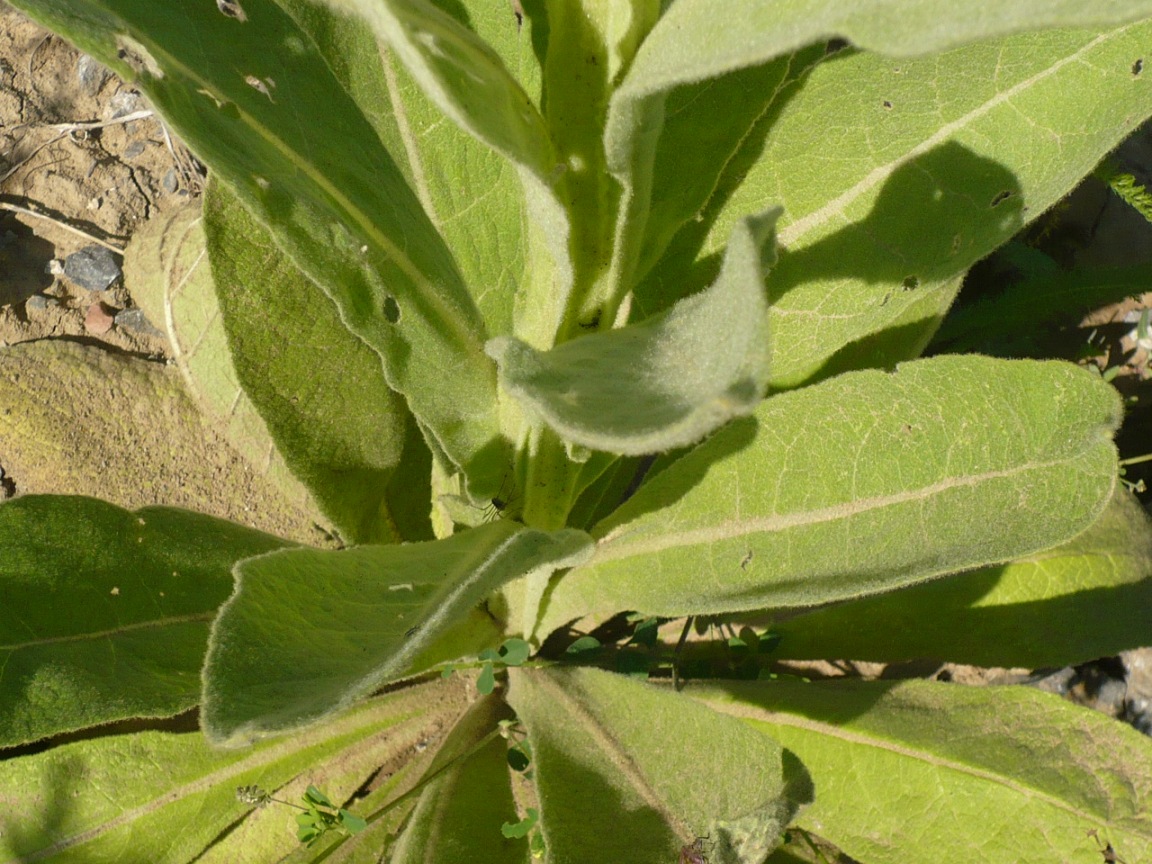 Image of Verbascum thapsus specimen.