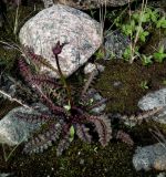 Pedicularis sceptrum-carolinum