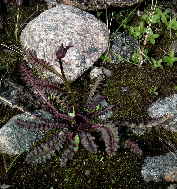 Image of Pedicularis sceptrum-carolinum specimen.