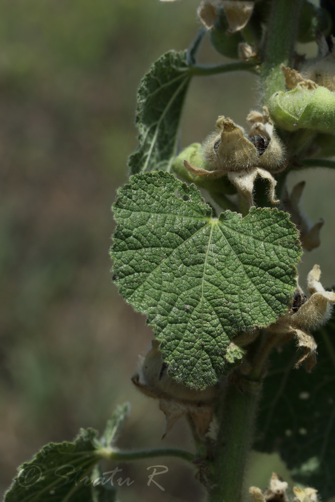 Image of Alcea pallida specimen.