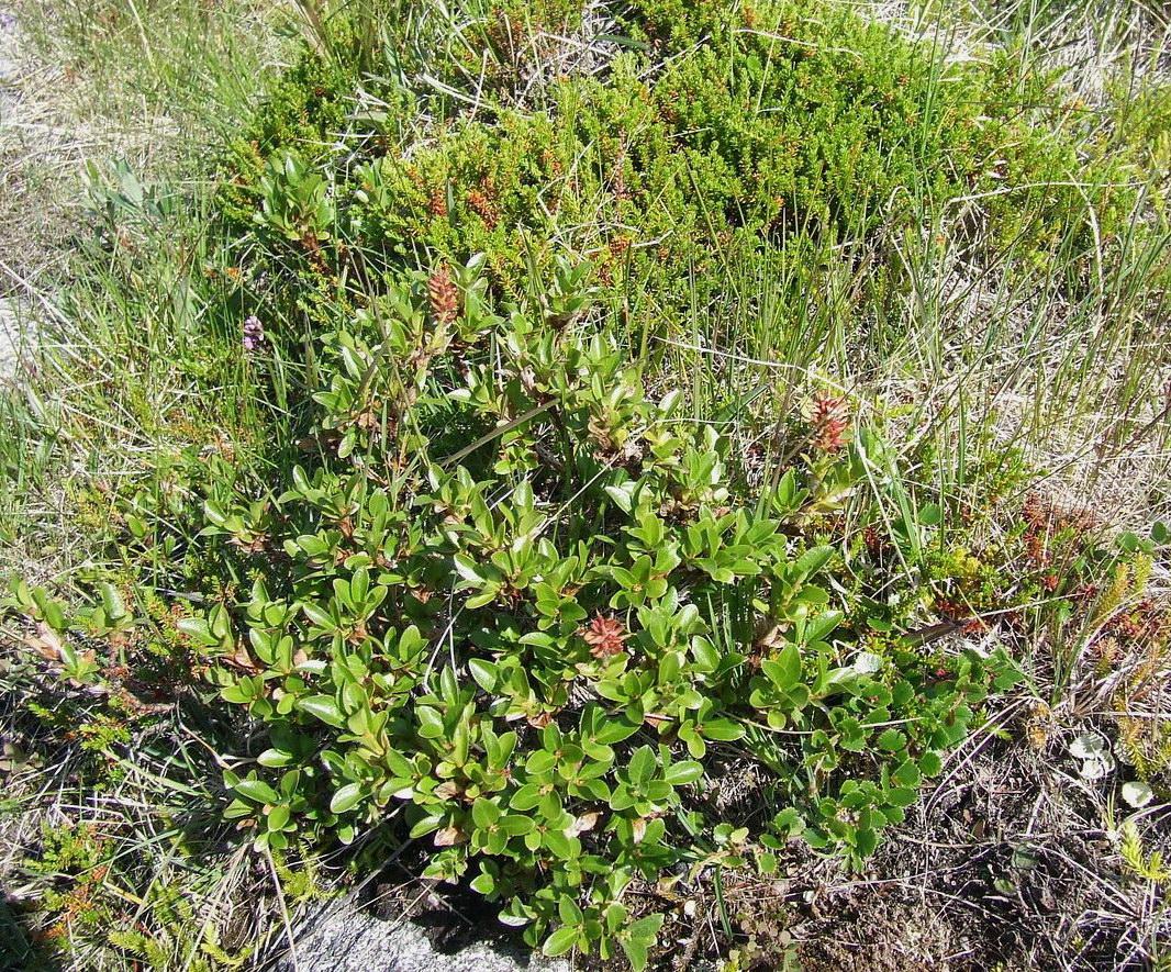 Image of Salix myrsinites specimen.