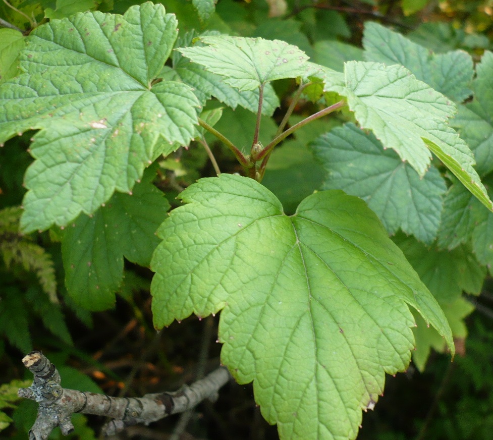 Image of Ribes nigrum specimen.