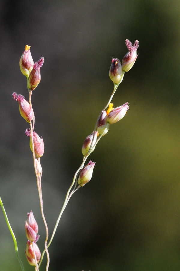 Image of Panicum virgatum specimen.