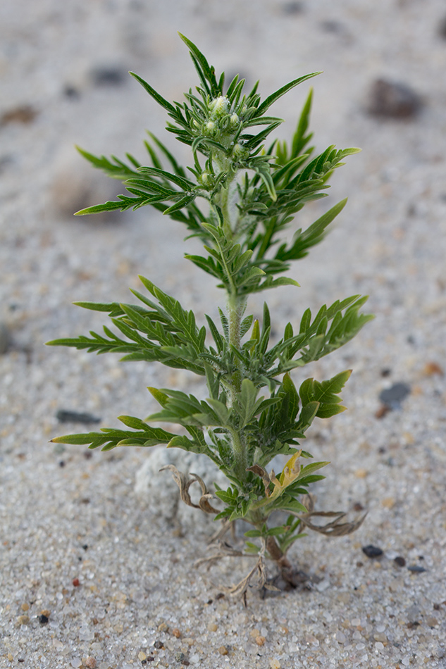 Изображение особи Ambrosia artemisiifolia.
