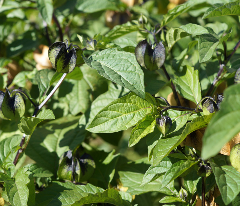 Image of Nicandra physalodes specimen.