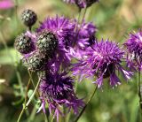 Centaurea scabiosa. Соцветия. Московская обл., Раменский р-н, окр. ж.-д. платформы Хрипань, залежь. 14.07.2014.