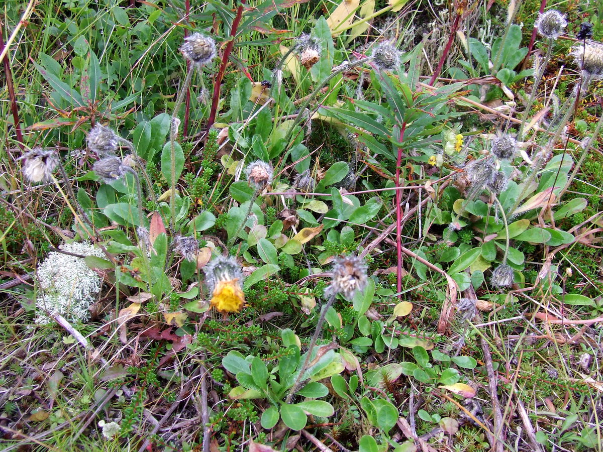 Image of genus Hieracium specimen.