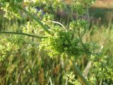 Rumex confertus. Верхушка растения с соцветиями. Кольский п-ов, Восточный Мурман, пос. Дальние Зеленцы. 31.08.2009.