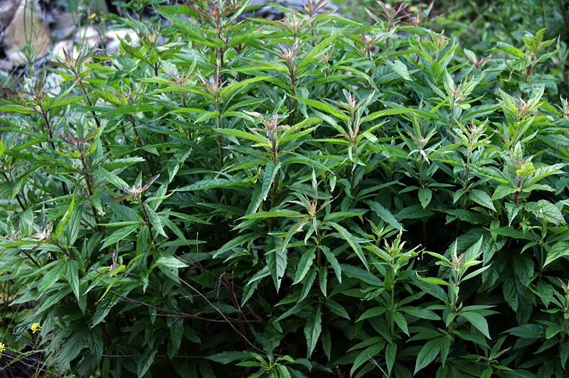 Image of Eupatorium cannabinum specimen.