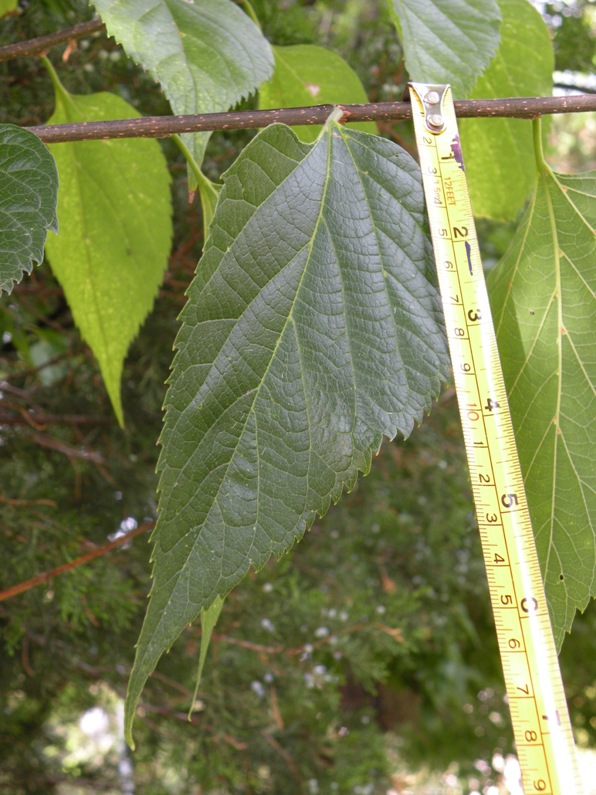 Image of Celtis occidentalis specimen.