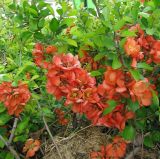 Смотреть изображение род Chaenomeles