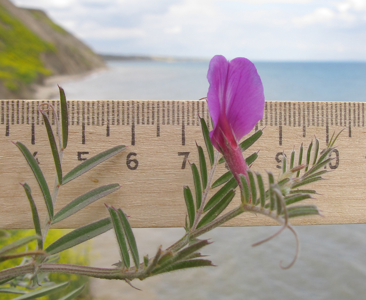 Image of Vicia angustifolia specimen.