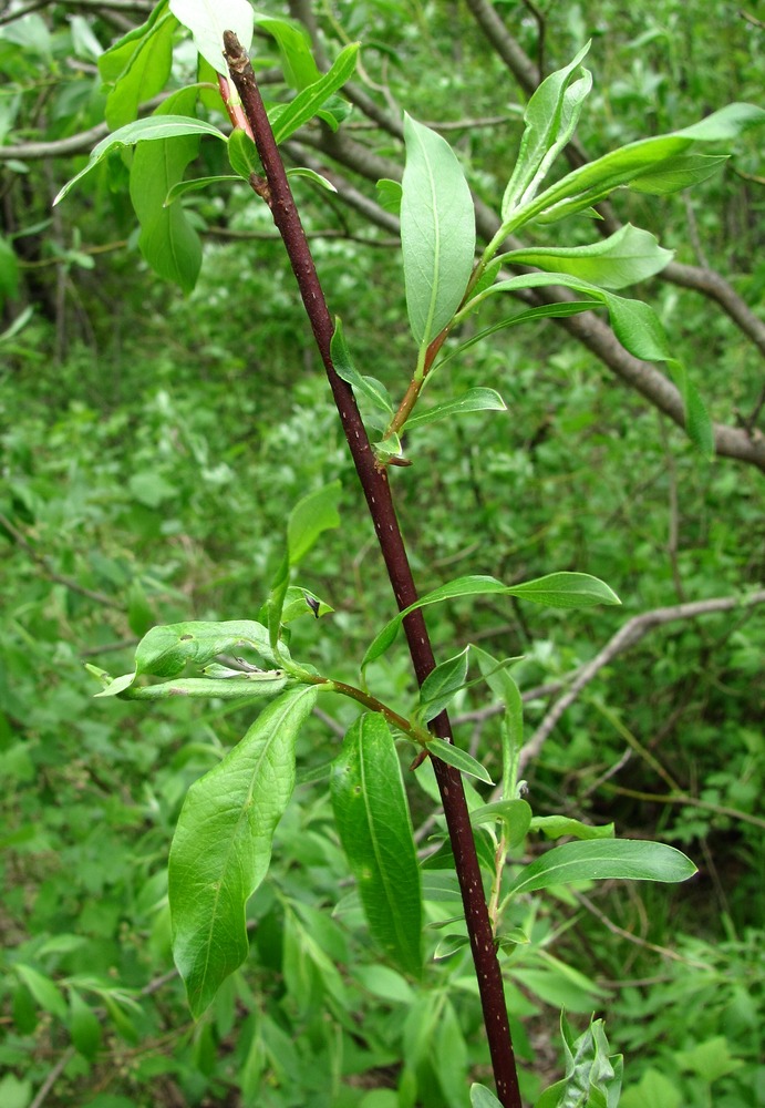 Image of Salix gmelinii specimen.