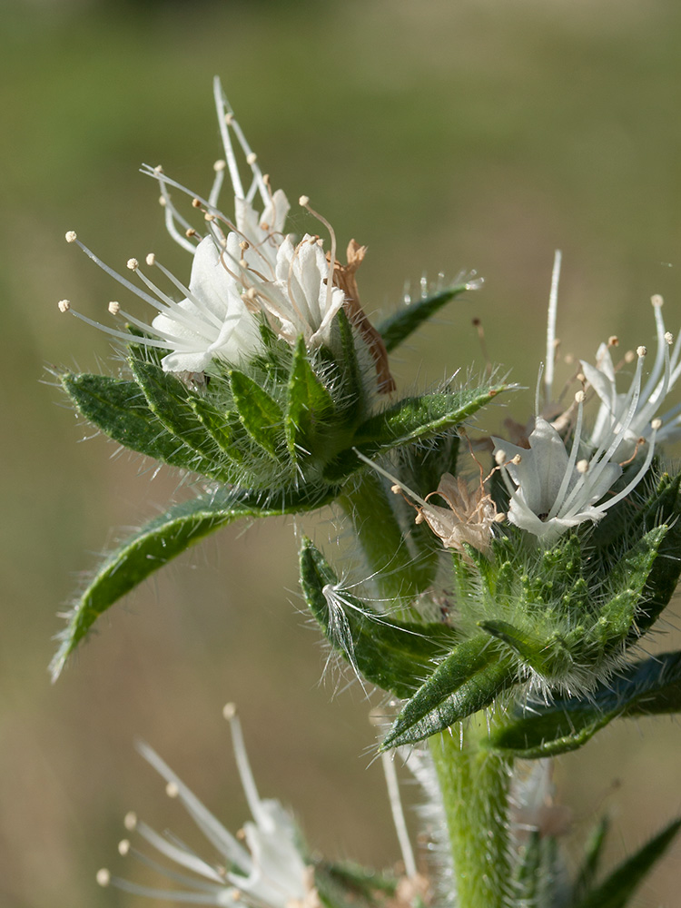 Изображение особи Echium italicum.