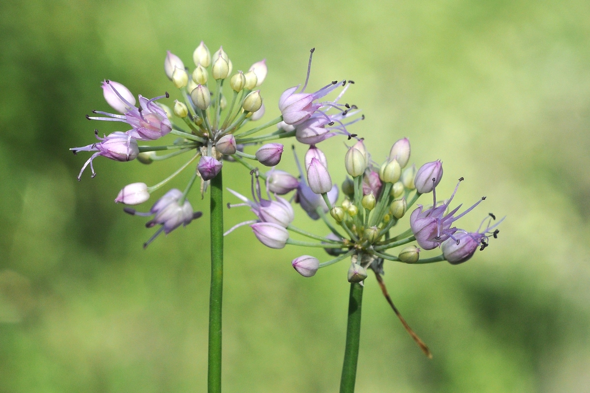 Image of Allium cretaceum specimen.