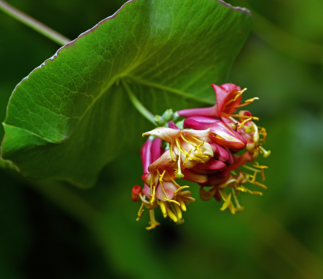 Изображение особи Lonicera dioica.