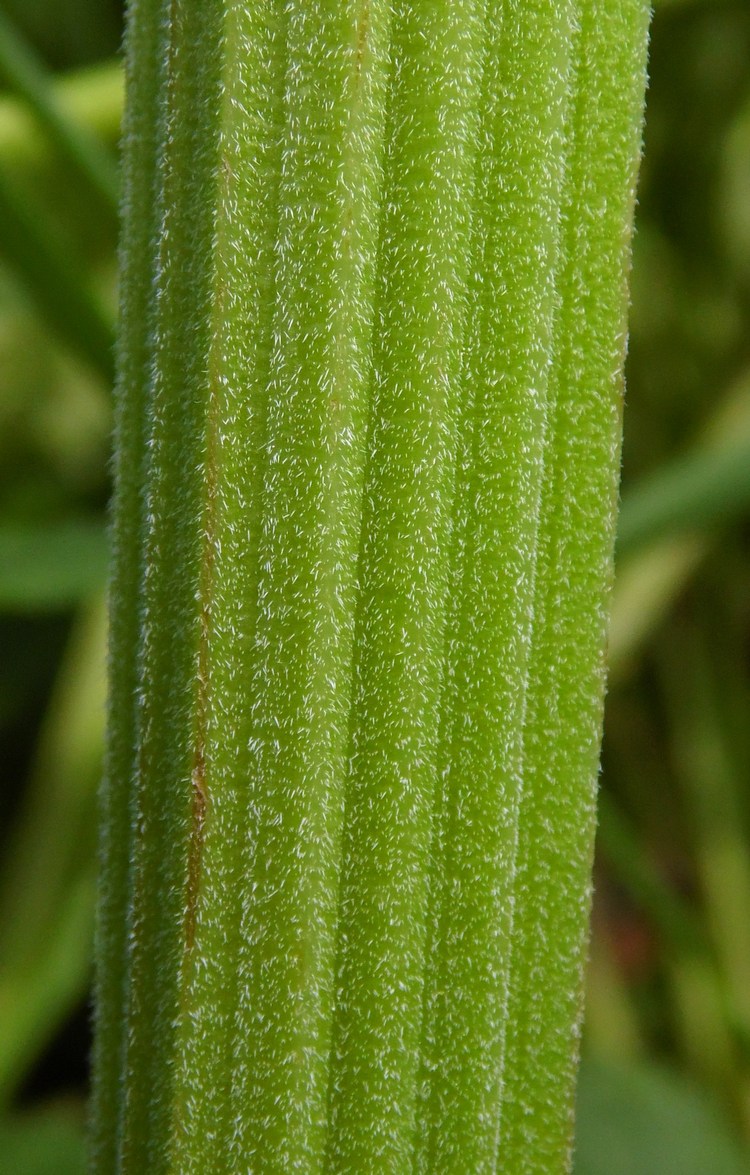 Image of Anthriscus sylvestris specimen.