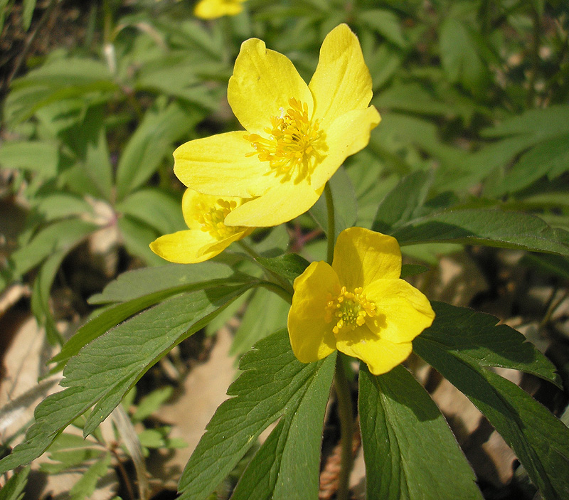 Image of Anemone ranunculoides specimen.