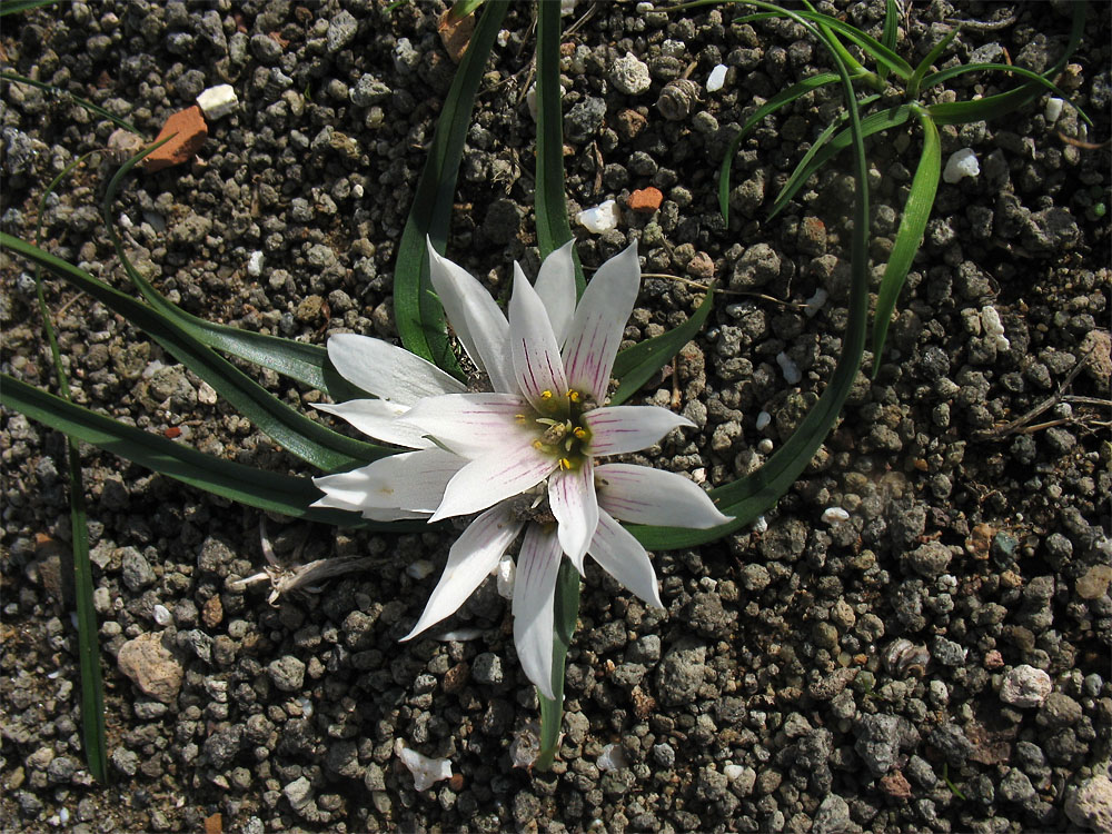 Image of Androcymbium europaeum specimen.