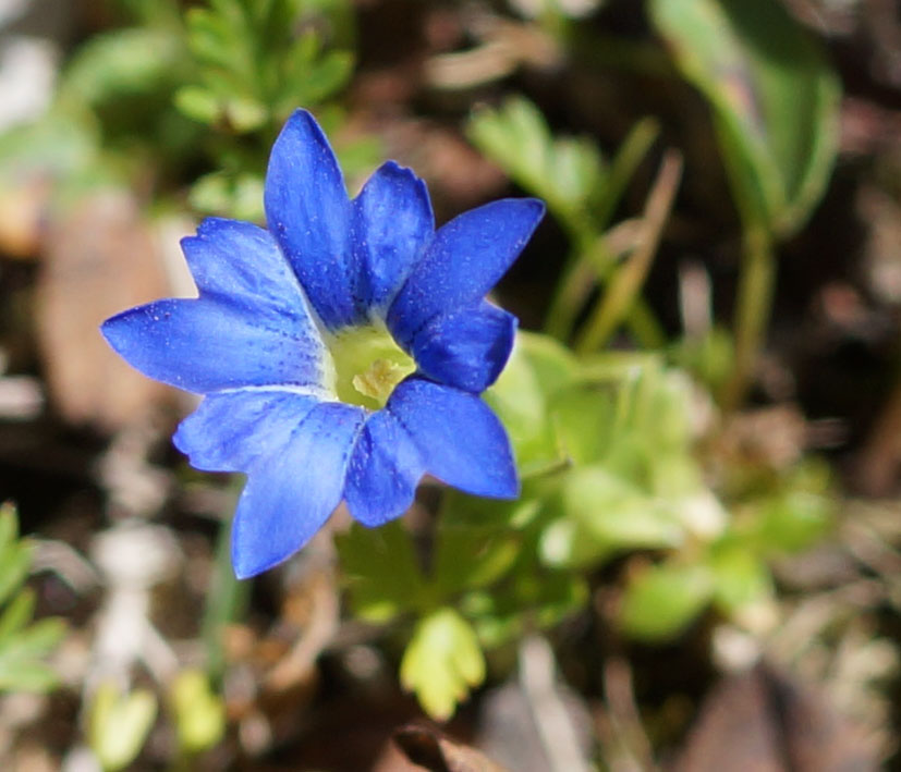 Image of Gentiana karelinii specimen.