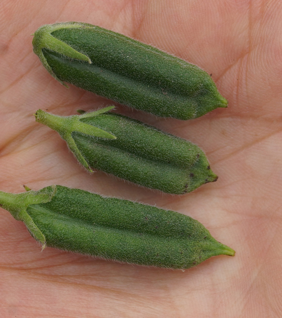 Image of Sesamum indicum specimen.