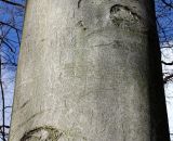 Смотреть изображение Fagus sylvatica