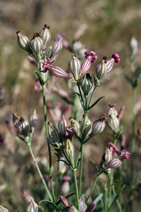 Image of Silene brahuica specimen.