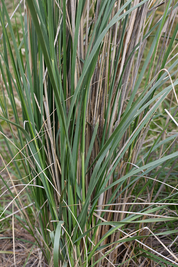 Image of Neotrinia splendens specimen.