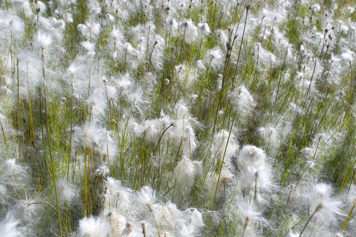 Image of genus Eriophorum specimen.