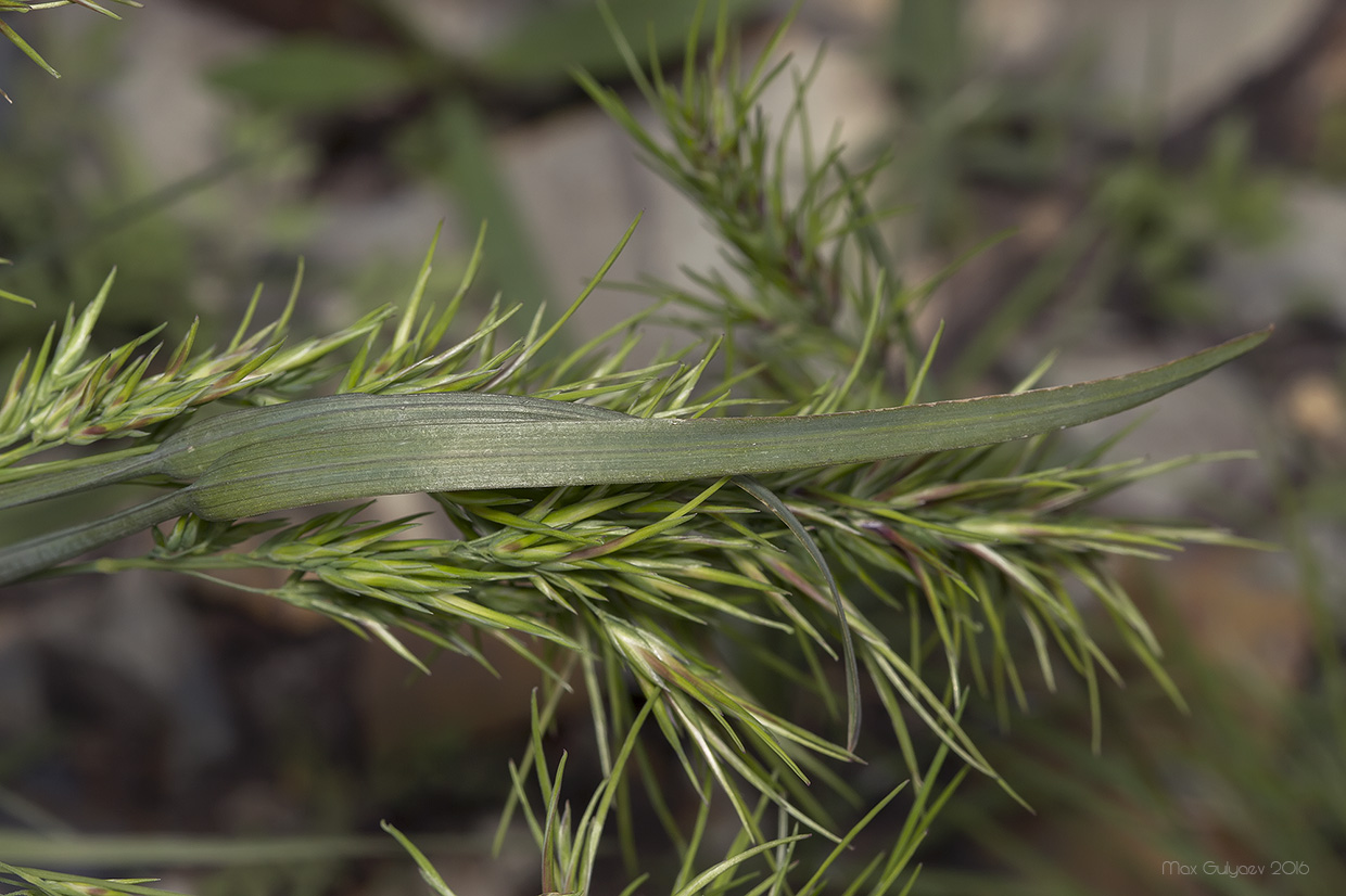 Image of Poa bulbosa ssp. vivipara specimen.