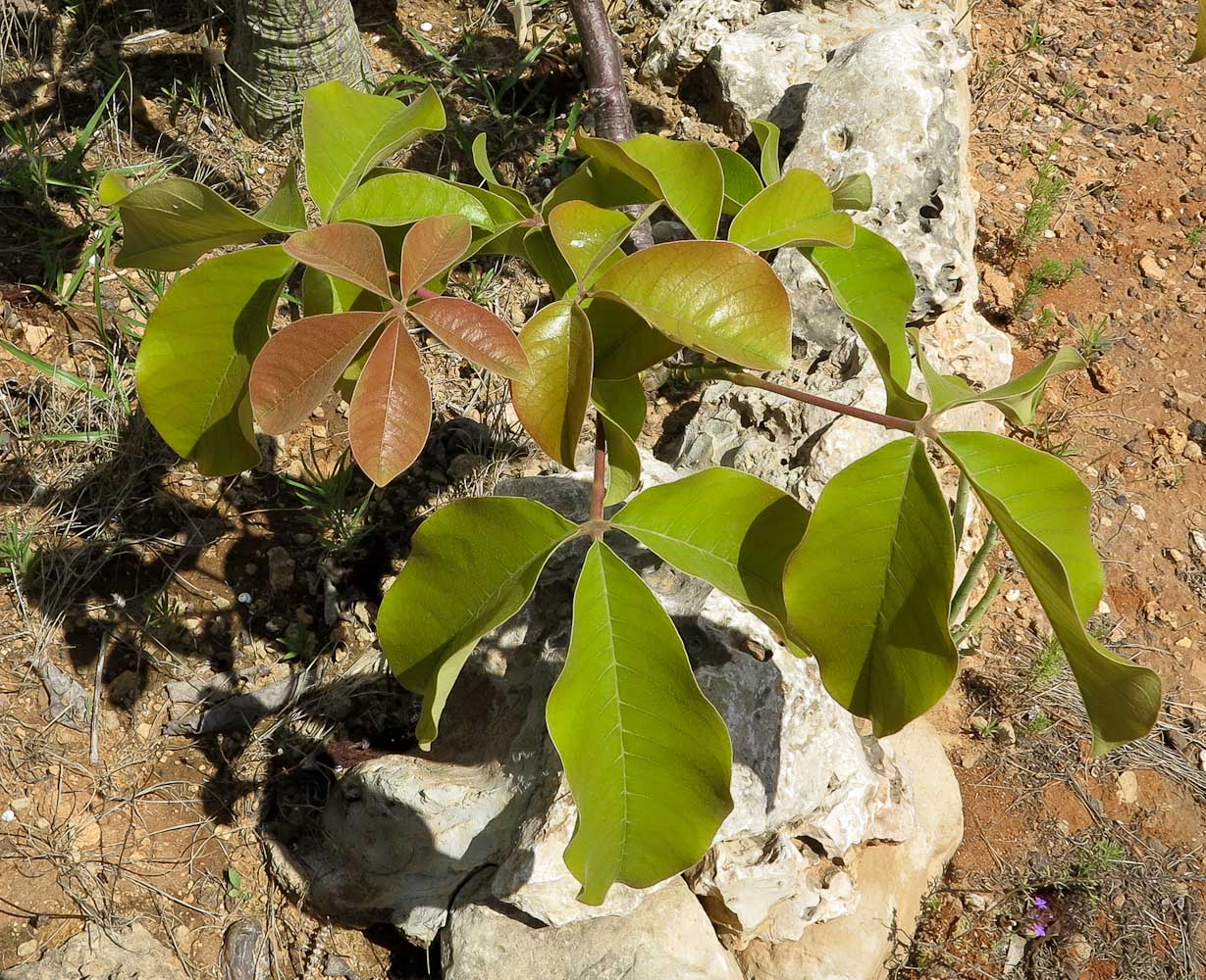 Изображение особи Pseudobombax ellipticum.