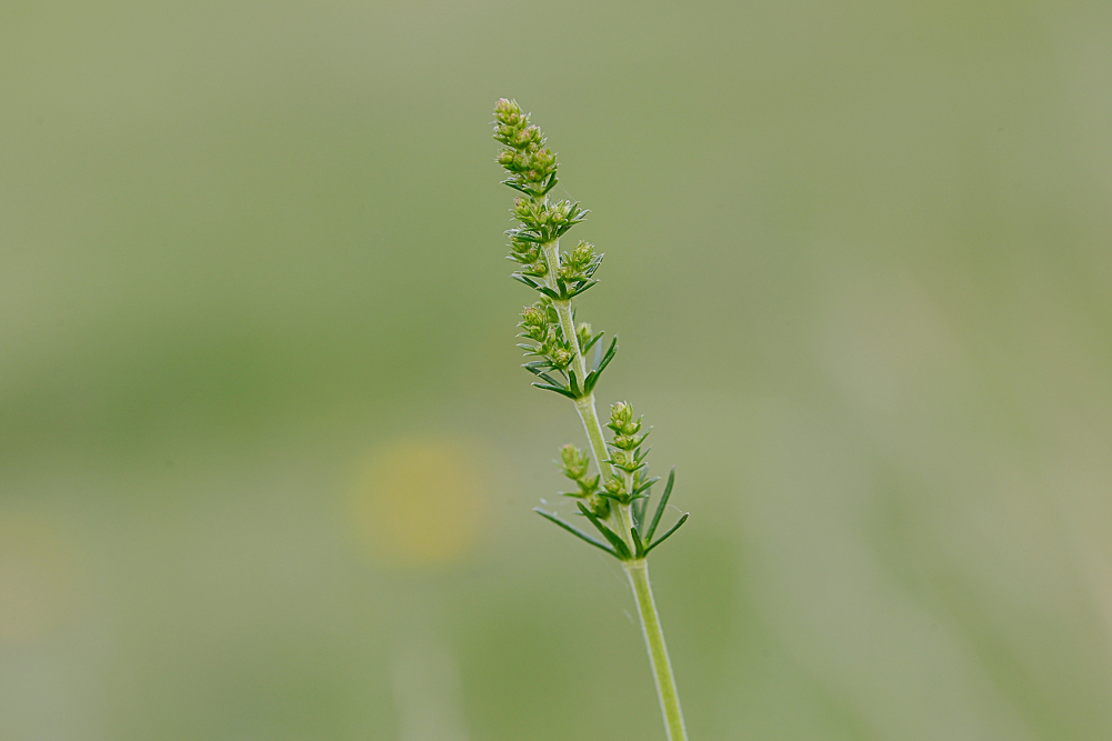 Image of Galium verum specimen.