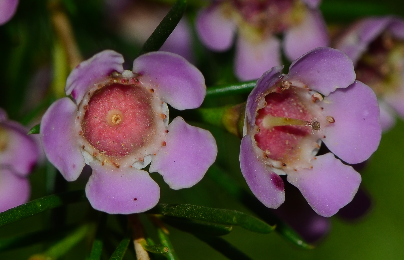 Image of Chamelaucium uncinatum specimen.