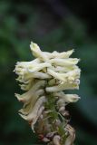 Corydalis semenowii