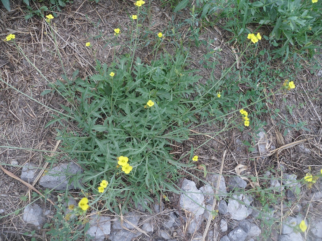 Image of Diplotaxis tenuifolia specimen.