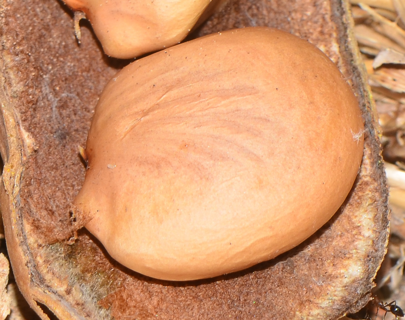 Image of Pongamia pinnata specimen.