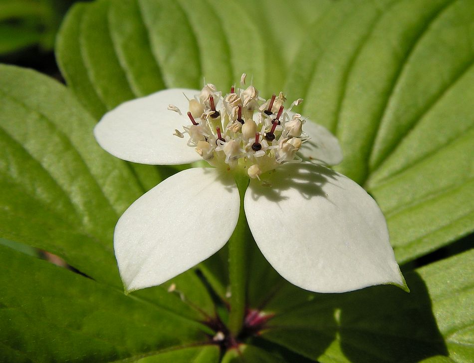 Изображение особи Chamaepericlymenum canadense.