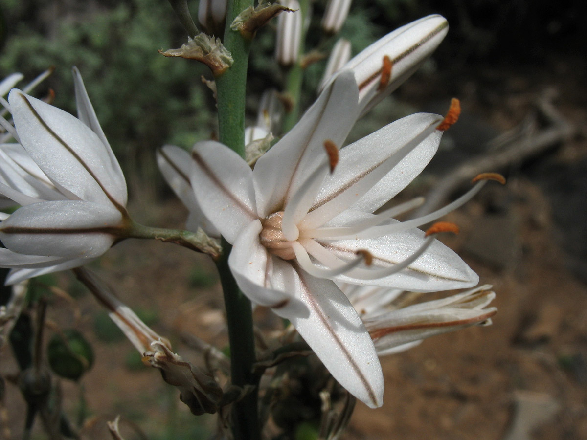 Image of Asphodelus ramosus ssp. distalis specimen.