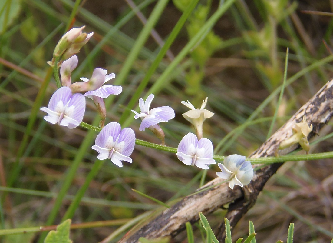 Изображение особи Astragalus austriacus.