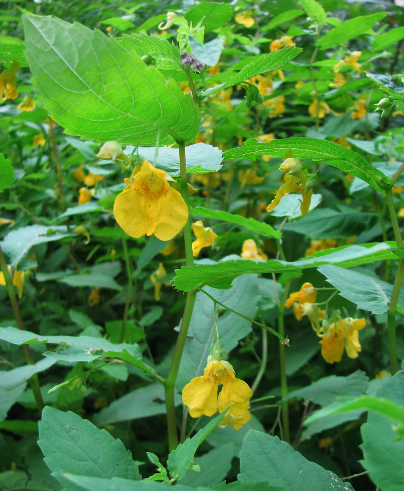 Image of Impatiens noli-tangere specimen.