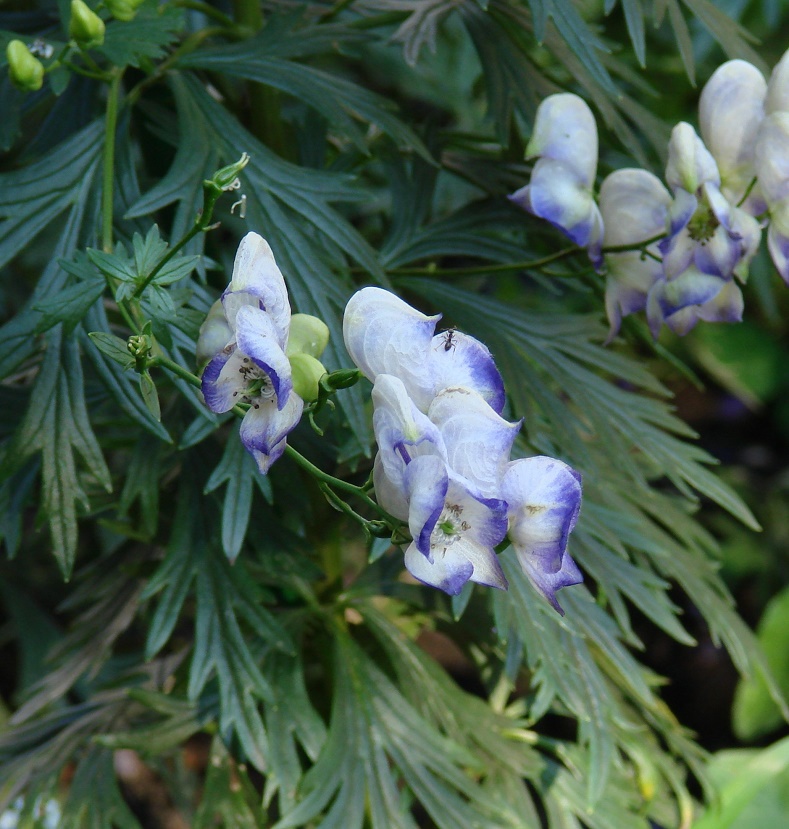 Image of Aconitum &times; stoerkianum specimen.