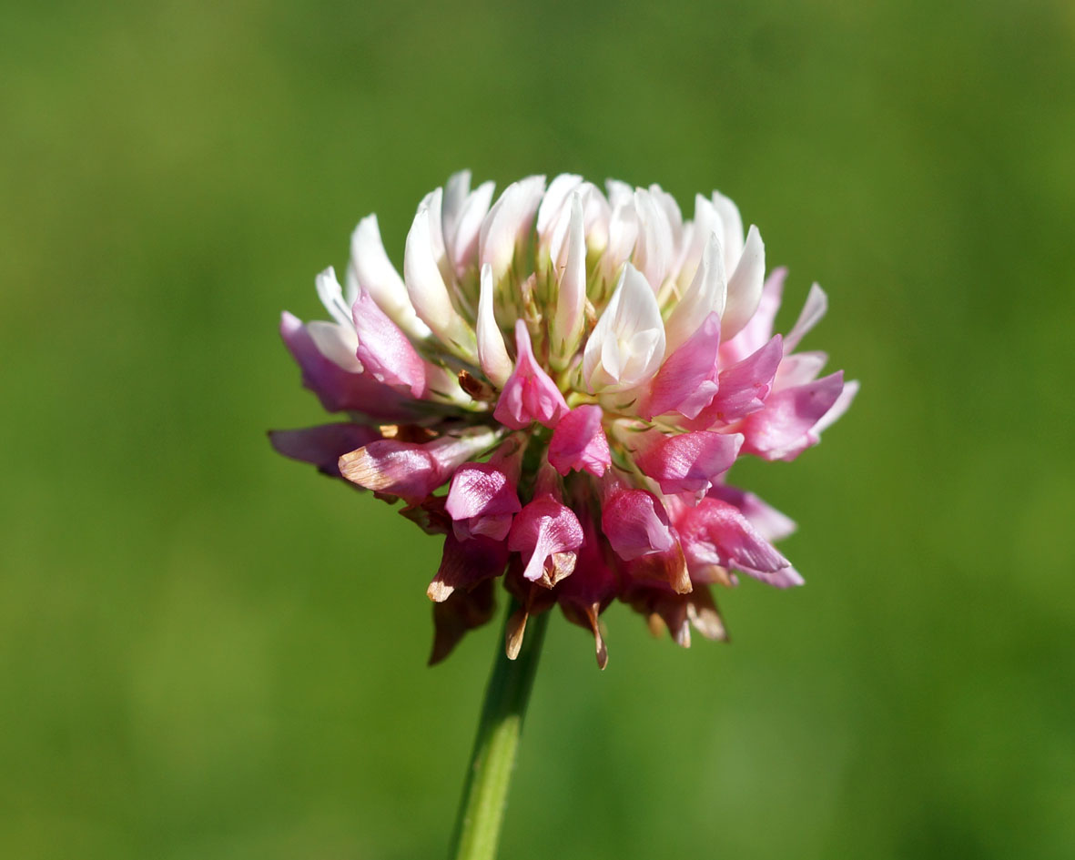 Image of Trifolium hybridum specimen.