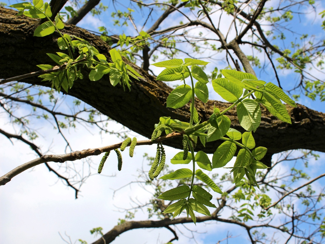 Image of Juglans mandshurica specimen.