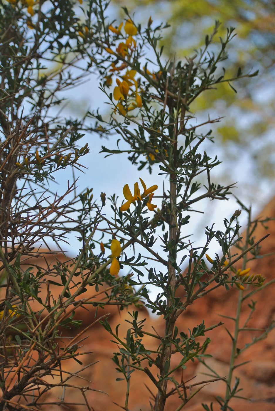 Изображение особи семейство Fabaceae.