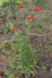 Lilium chalcedonicum