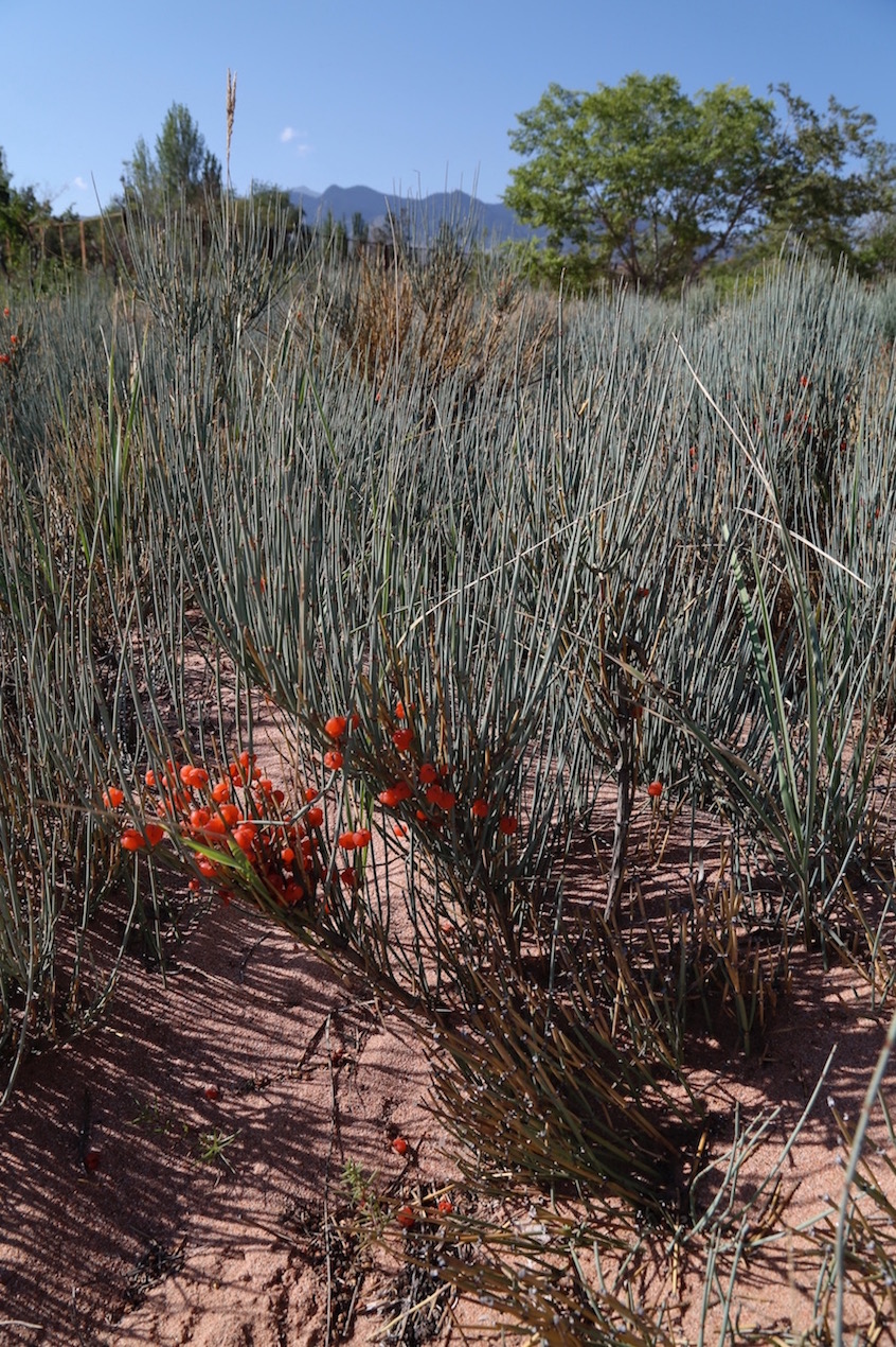 Изображение особи Ephedra intermedia.