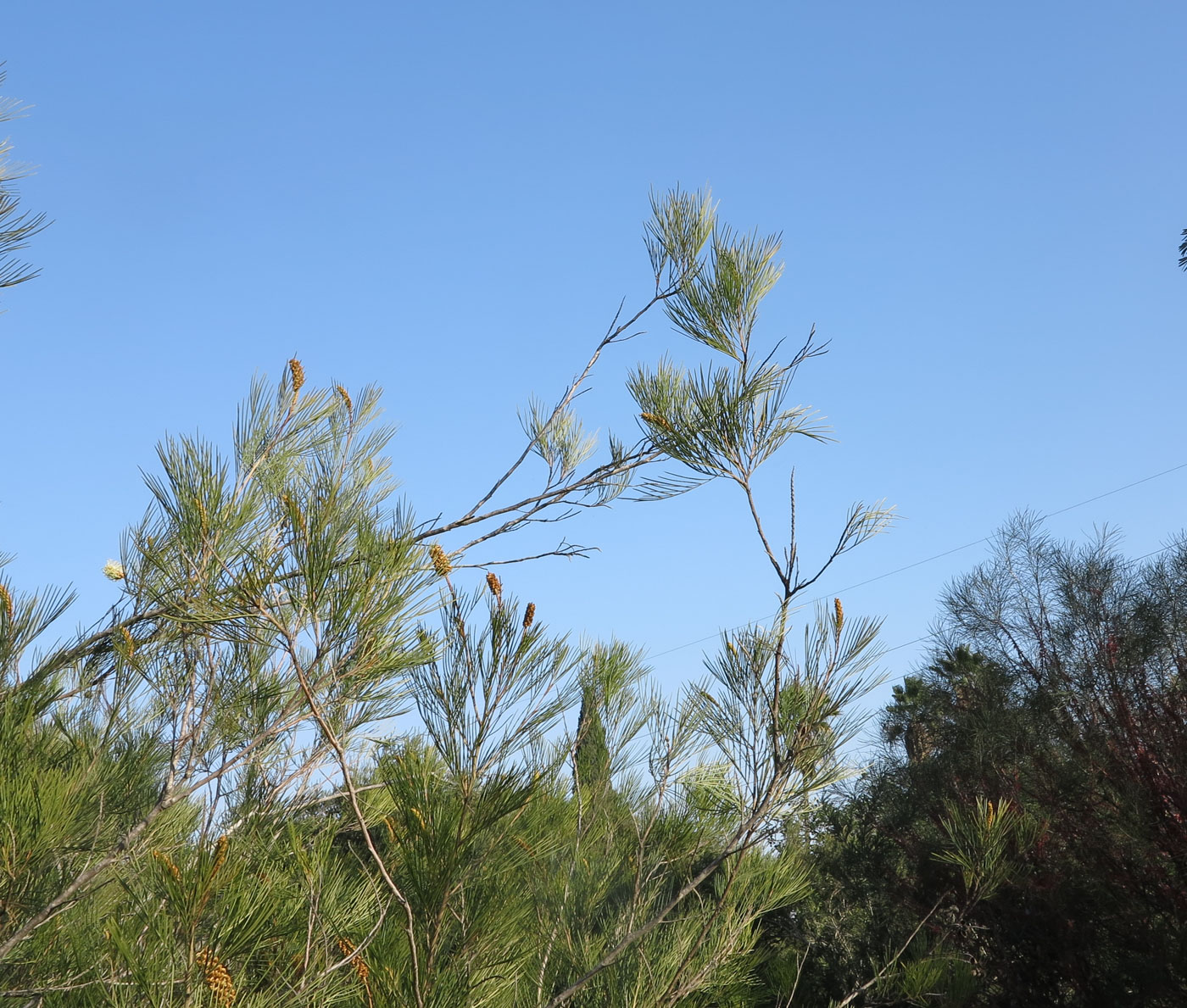 Image of Grevillea hodgei specimen.