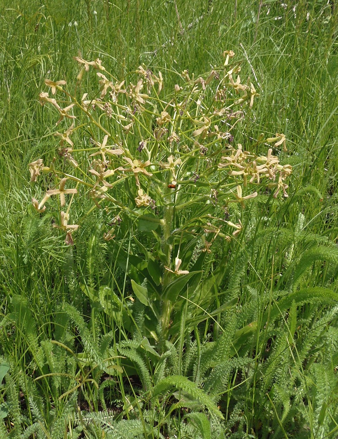 Image of Hesperis tristis specimen.