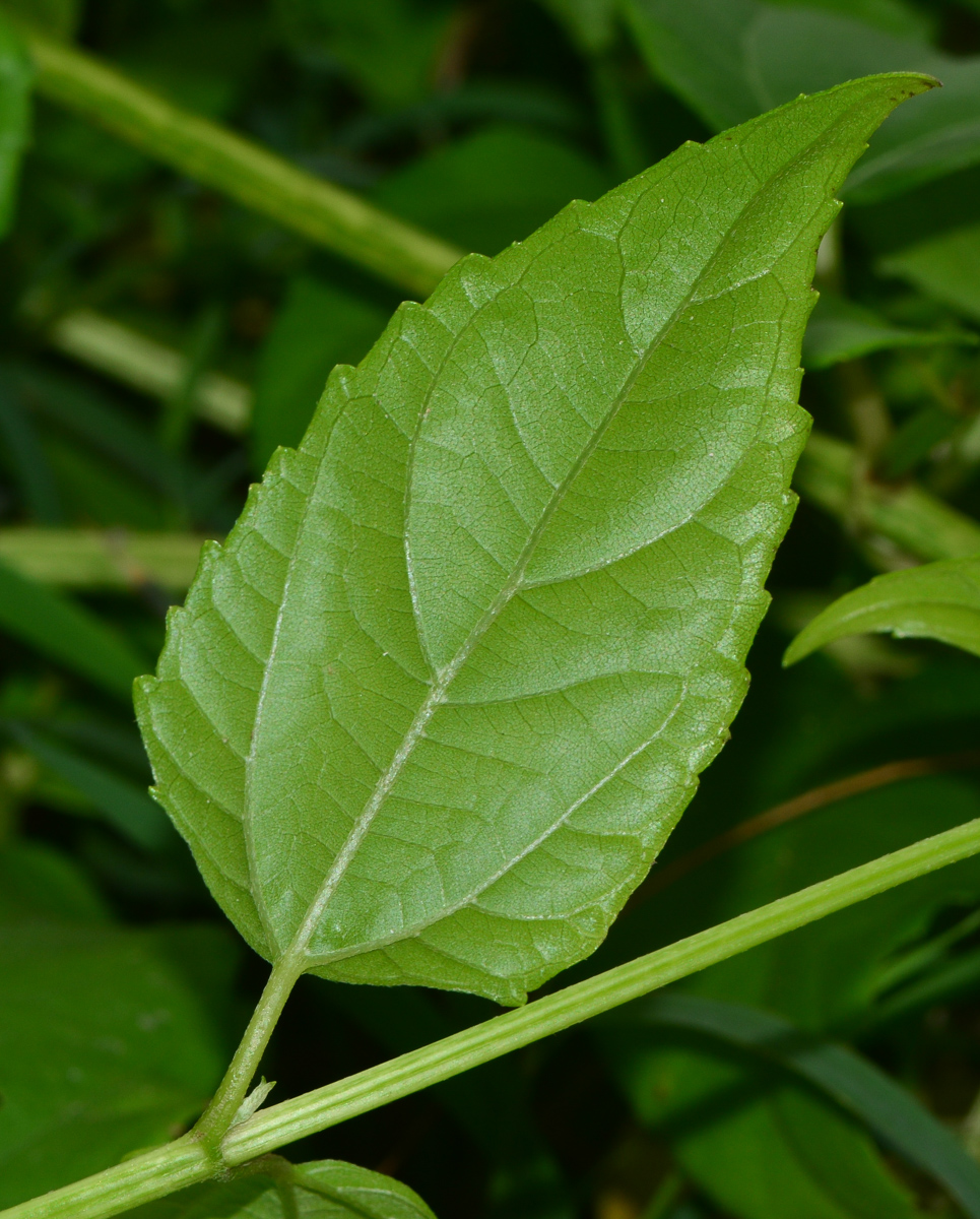 Изображение особи Melanthera biflora.