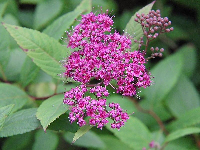 Image of Spiraea japonica specimen.